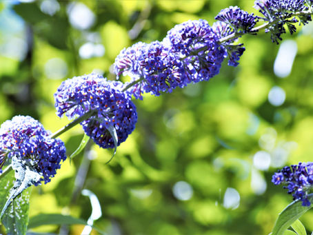 Executive Director Report