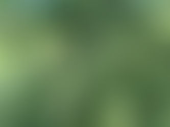 Pierce County Trail Spotlight: Wapato Hills Loop Trail (Tacoma)