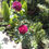 Miniatura: Rosa