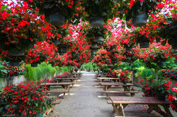 힐링의 세계꽃식물원