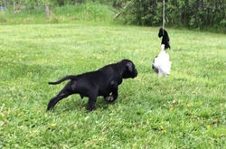 Puck ställer fågel