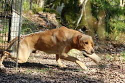 Filou gör FART-test