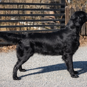 Red Mountain’s Formula One - CK