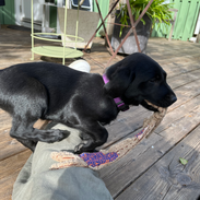 Piaf 8 veckor springer