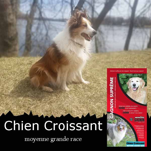 Miniature : Chiot  (moyenne croquette) - 30/20