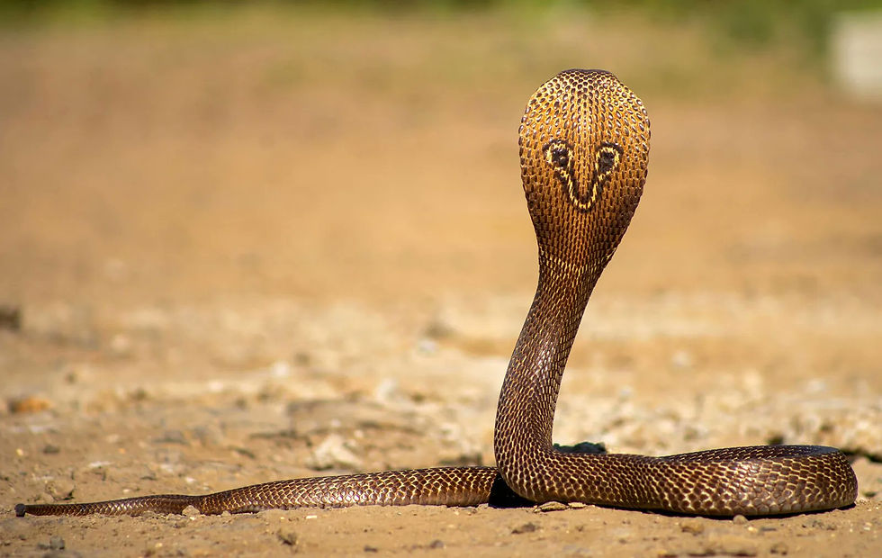 Thumbnail: Indian cobra via wiki via Factory Kid News https://en.wikipedia.org/wiki/Indian_