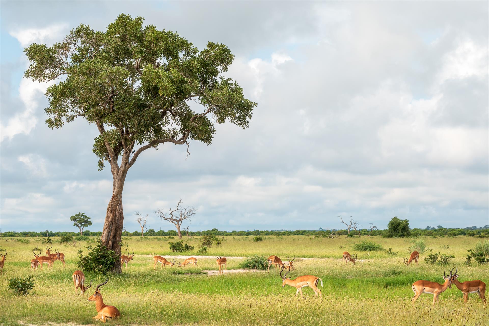 CeciliaClark-impala_boys_club_botswana-A