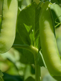 El guisante: la perla verde de la primavera