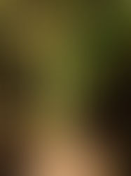 El apio: frescura y vitalidad para el huerto de otoño