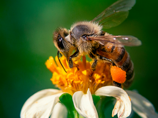 "Las abejas están en peligro de extinción" de AmarEsBio
