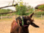 burro zanahoria_edited.jpg