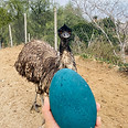 Emú Clotilde