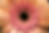 Peach-Sun-Flower