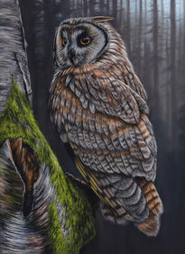 long eared owl.
