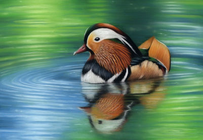 duck