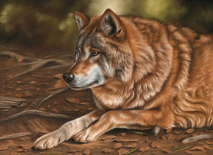 wolf