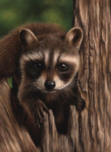 raccoon