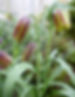 Fritillaria meleagris MD BG.jpg