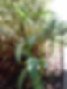 Fritillaria sp MD BG.JPG