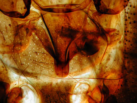 4464AD52-6A53-4727-A595-E6924E799691.jpeg