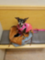 Mikaya, little Chihuahua on bag