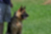 German Shepherd dog sitting at attention
