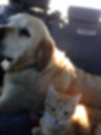 Gus and Wolly, Golden Retriever and Orange tabby