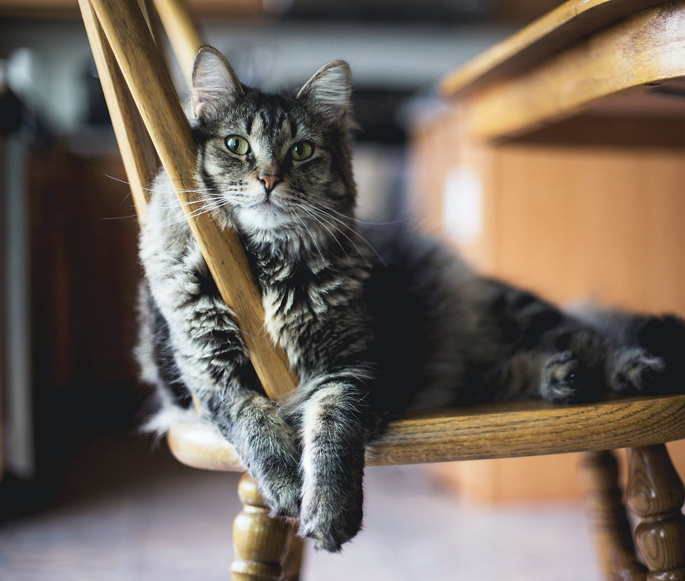 Gray Tabby Cat On Wooden Chair at a cat sitting in Newark by The Woof Pack.