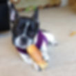 Boston Terrier with big rawhide treat