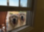 Portillo and Patriot, Golden Retrievers looking in the window