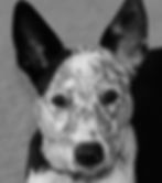 Cattle Dog black and white portrait