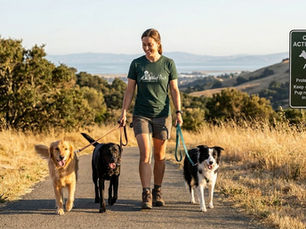dog walker walking dogs in East Bay park near a coyote warning sign