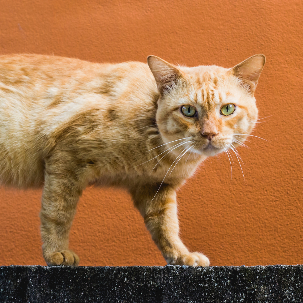 Stealthy cat looking at a cat sitting in San Leandro.