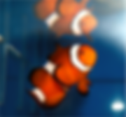 Clownfish aquarium installed by TerraReef