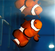 Clownfish aquarium installed by TerraReef