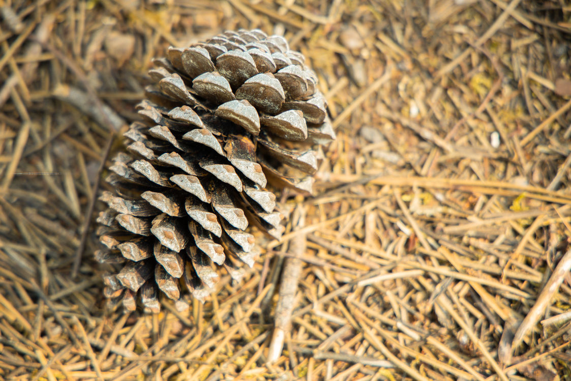 Insparking - Bombannes