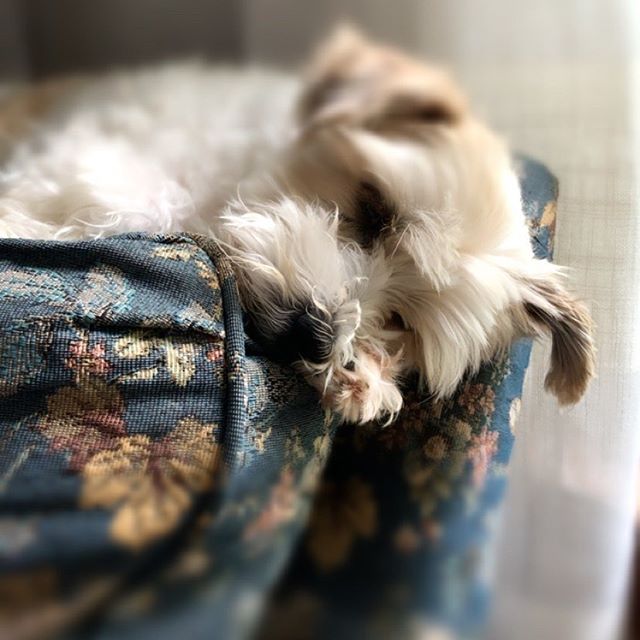 Emily's Happy Critters Pet Care LLC