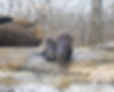 Otter-April2025-Wayne Smith.jpg