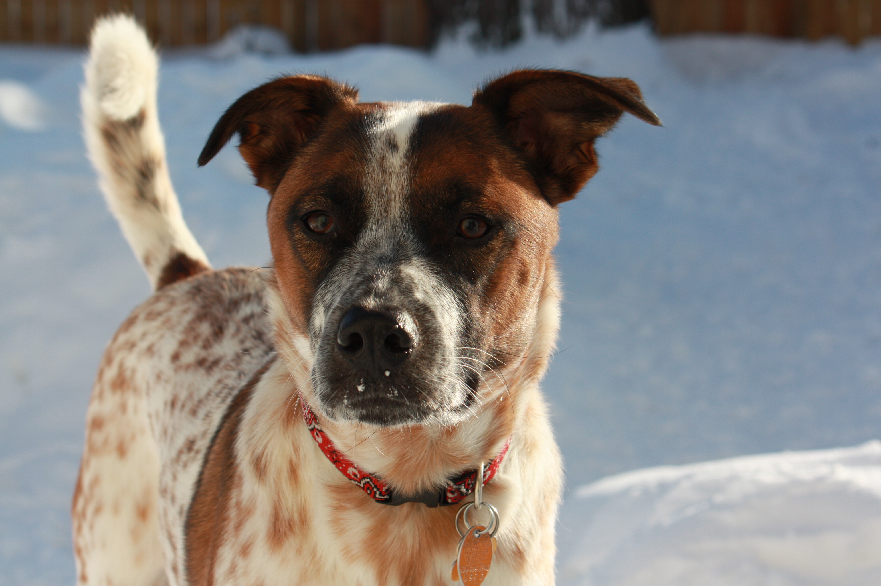 Emily's Happy Critters Pet Care LLC