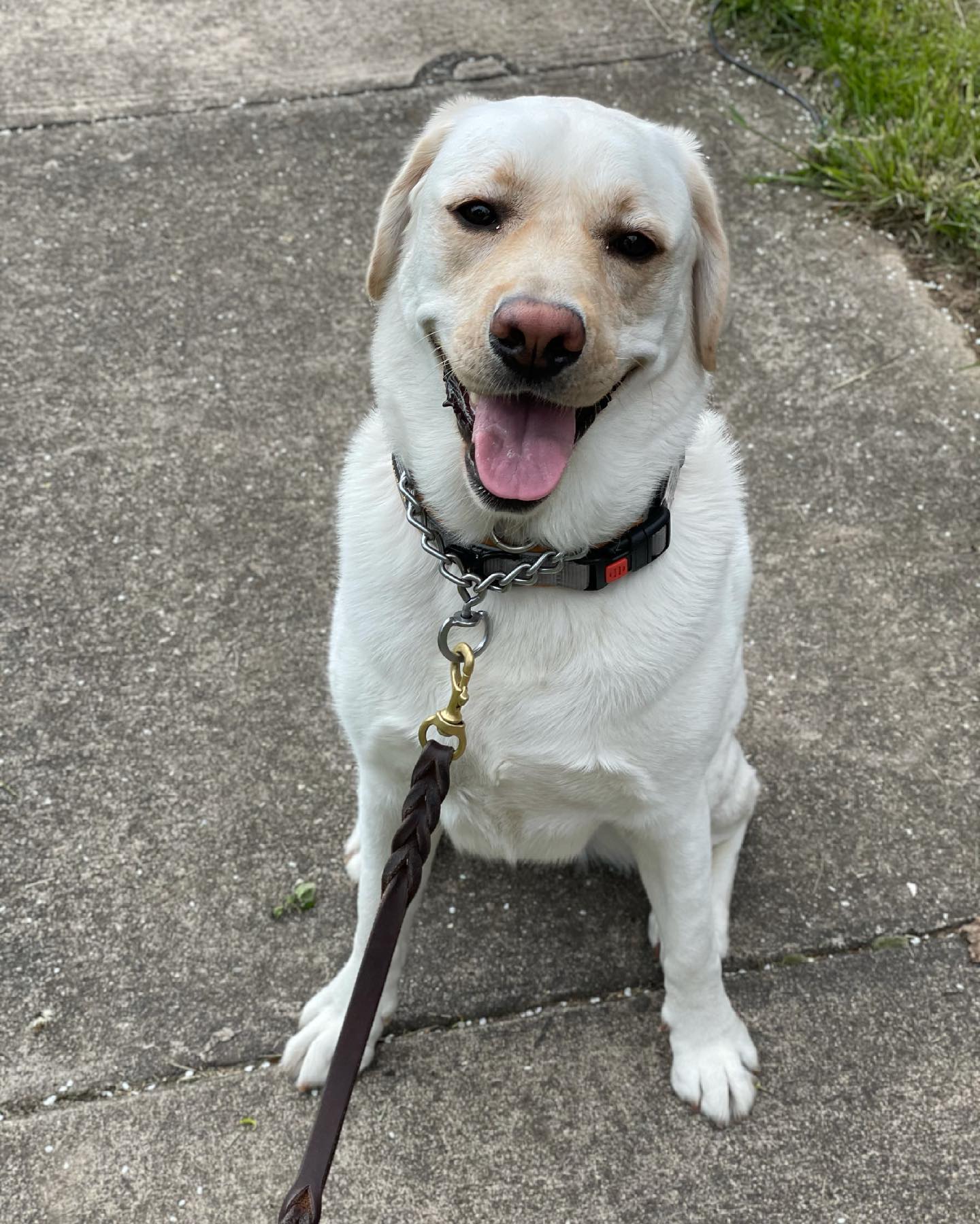 Emily's Happy Critters Pet Care LLC