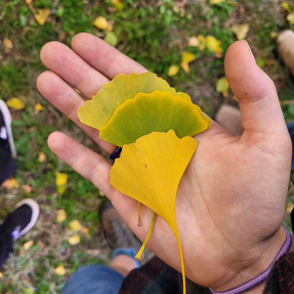 Green Chalice Update #5