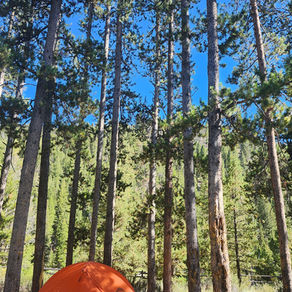 Green Chalice Update #6