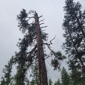 Green Chalice Update #7