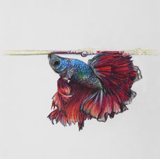 Beta Fish named Cthulhu Colored Pencil  Drawing
