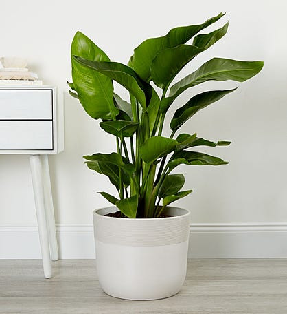 Bird of Paradise Floor Plant something styled