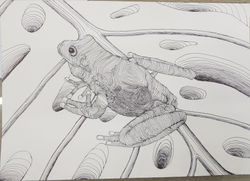 Frog (October/17/2018)