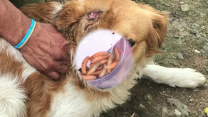 Gobierno declara Estado de Emergencia Sanitaria por Gusano Barrenador