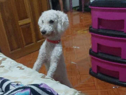 “Maximiliano": el pequeño amigo perdido que aún esperan vuelva a casa