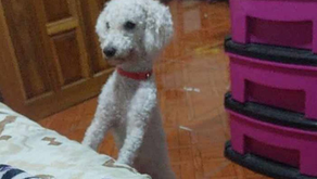 “Maximiliano": el pequeño amigo perdido que aún esperan vuelva a casa