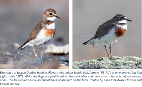 Rediscovering a trans-Tasman migrant: A New Era of Double-Banded Plover Research